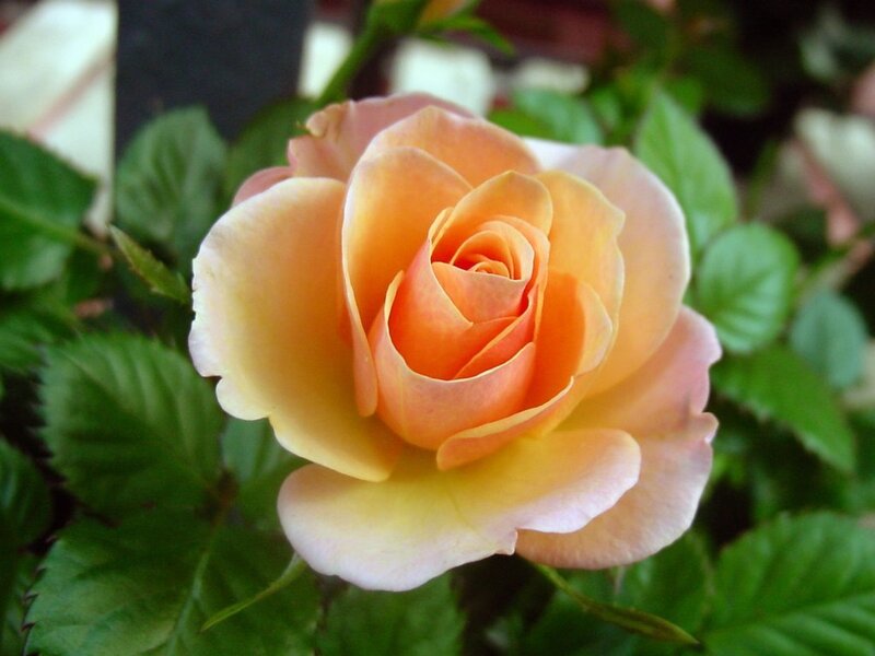 Yellow-orange Rose Flower — Orange
