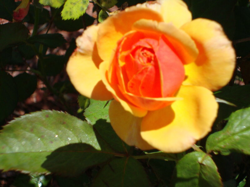 Yellow-orange Rose Flower