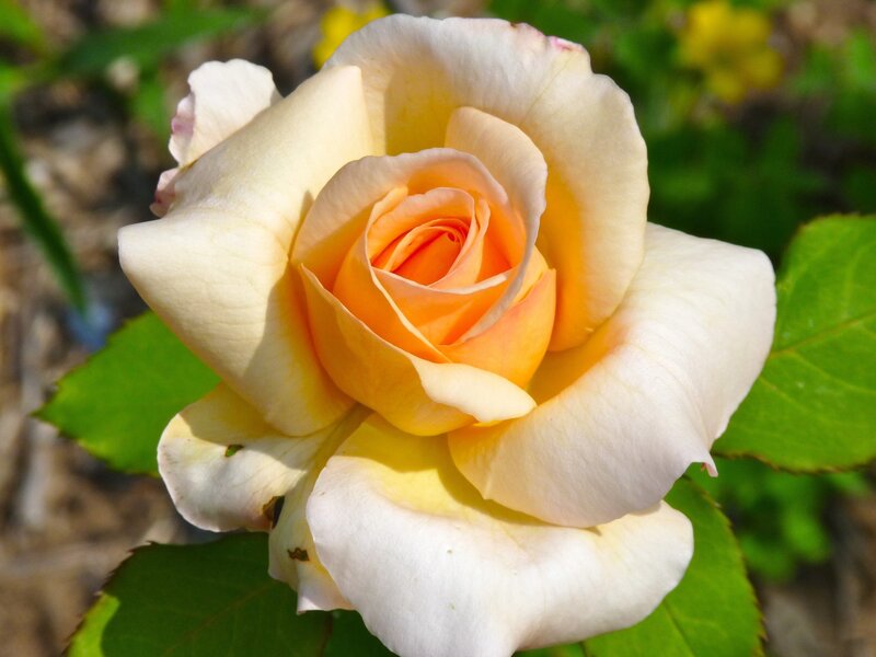 Yellow-orange Rose Flower — White, Serene