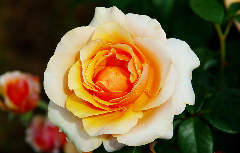 Yellow-orange Rose Flower — White