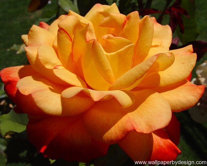 Yellow-orange Rose Flower — Yellow, Bright