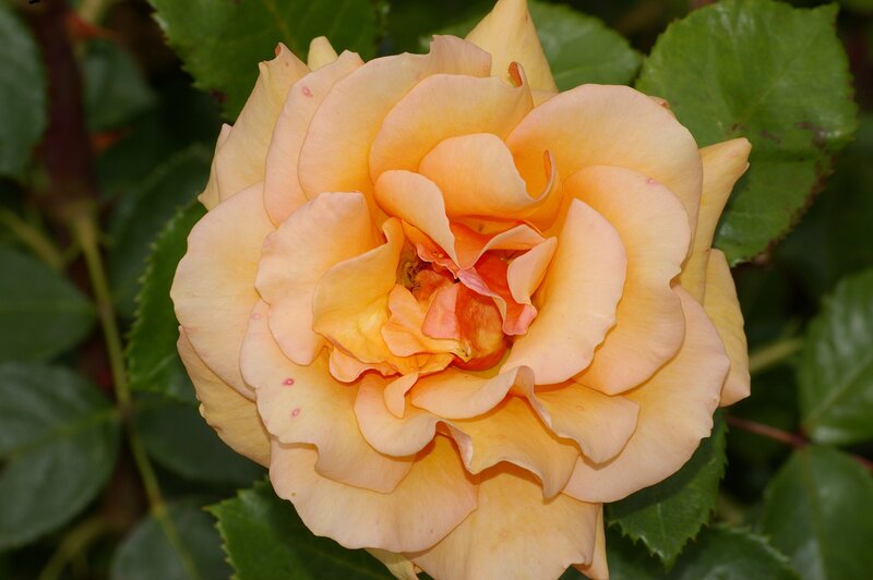 Yellow-orange Rose Flower — Yellow, Calm, Afternoon, Photograph