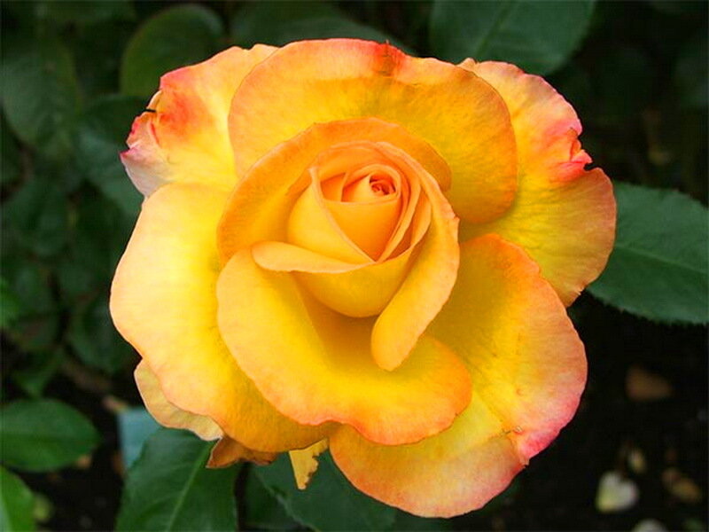 Yellow-orange Rose Flower — Yellow, Calm, Afternoon