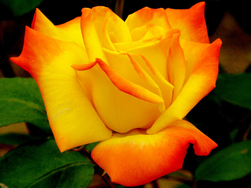 Yellow-orange Rose Flower — Yellow, Calm