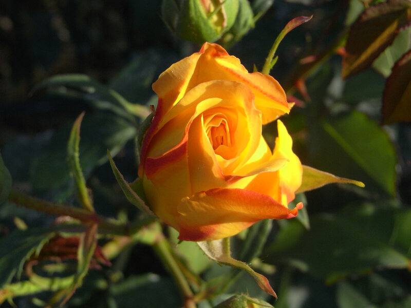 Yellow-orange Rose Flower — Yellow, Serene, Afternoon, Photograph