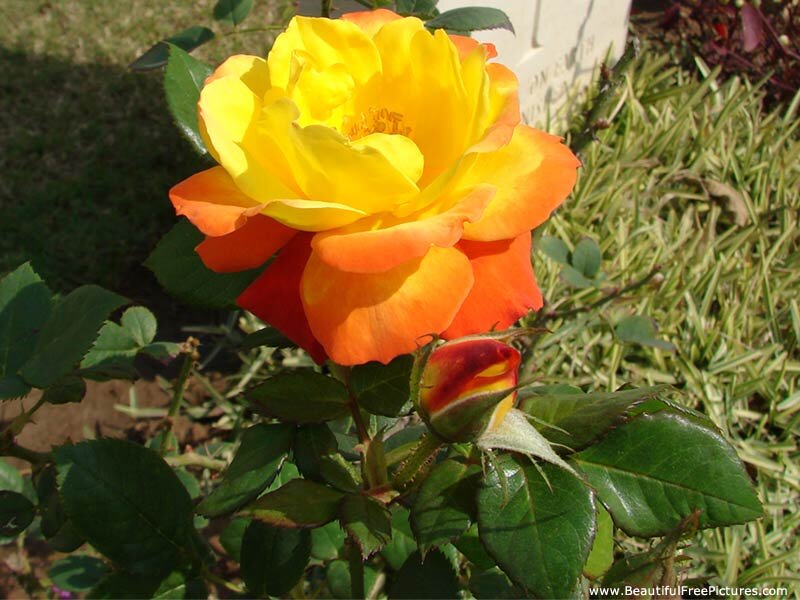 Yellow-orange Rose Flower — Yellow, Serene, Afternoon