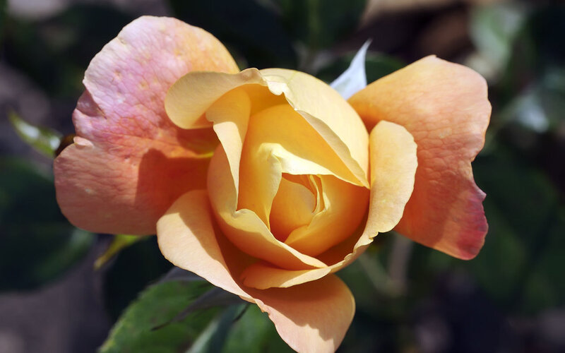 Yellow-orange Rose Flower — Yellow, Serene