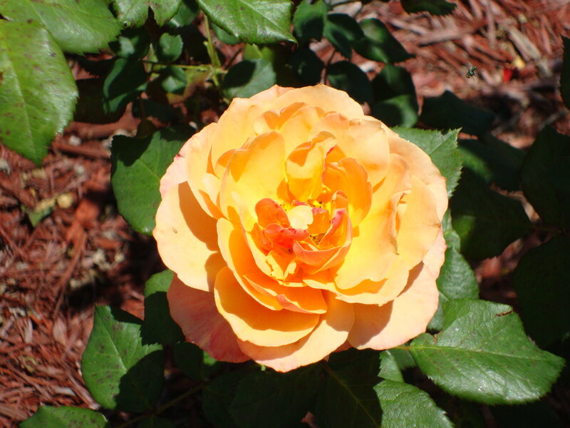 Yellow-orange Rose Flower — Yellow