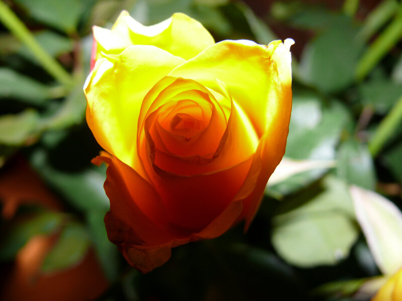 Yellow-orange rose in sunlight