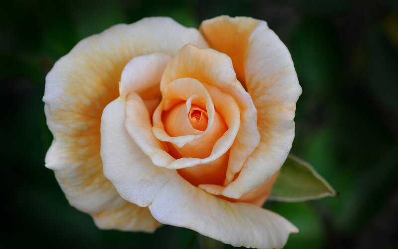 Yellow-orange Rose — Orange, Serene