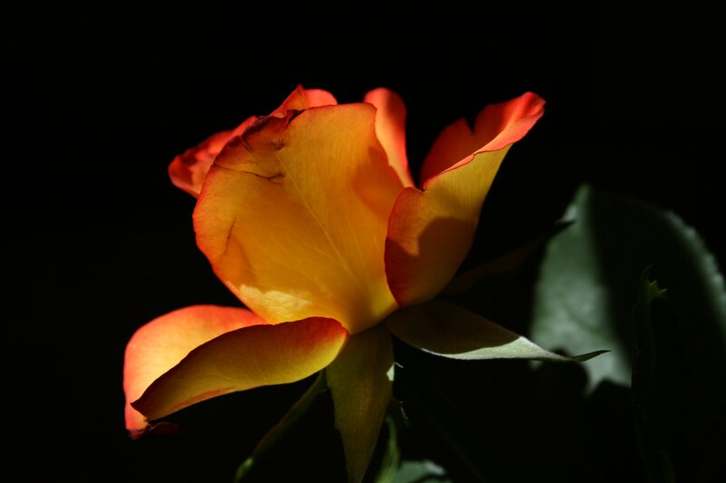 Yellow-orange Rose — Orange