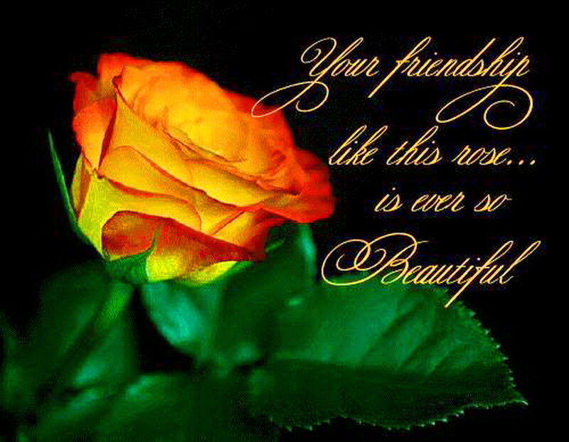 Yellow-orange Rose
