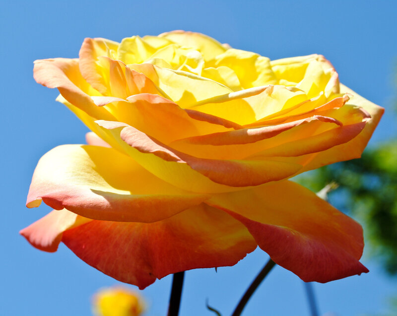 Yellow-orange Rose — Yellow, Bright