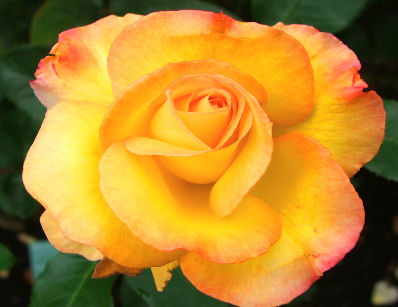 Yellow-orange Rose — Yellow, Calm, Afternoon, Photograph, Flower