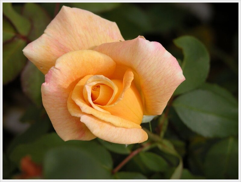 Yellow-orange Rose — Yellow, Calm, Afternoon