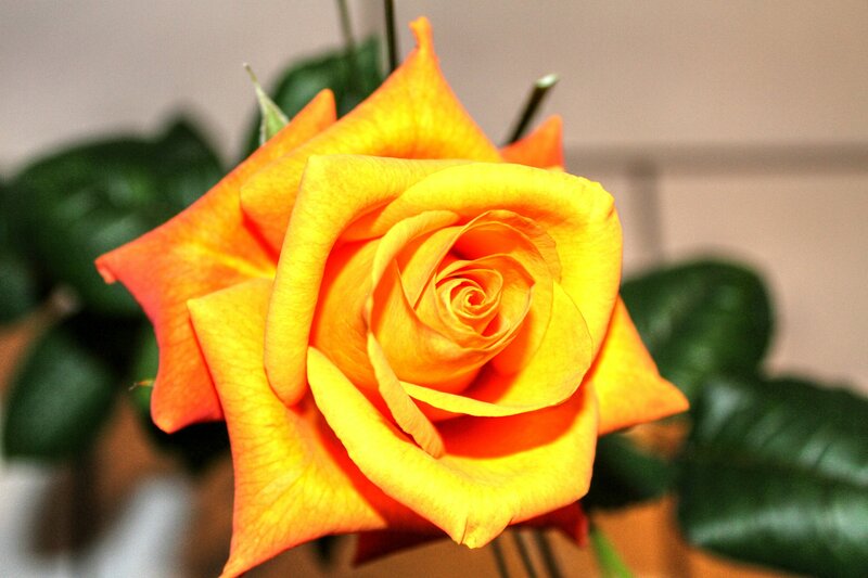 Yellow-orange Rose — Yellow, Calm, Photograph, Green Leaves, Stem