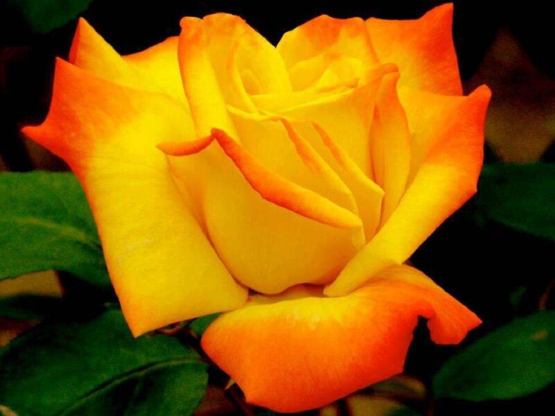 Yellow-orange Rose — Yellow, Calm, Photograph, Green Leaves