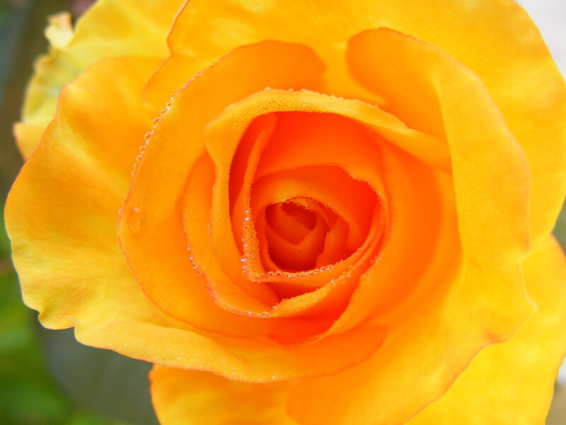 Yellow-orange Rose — Yellow, Calm, Photograph