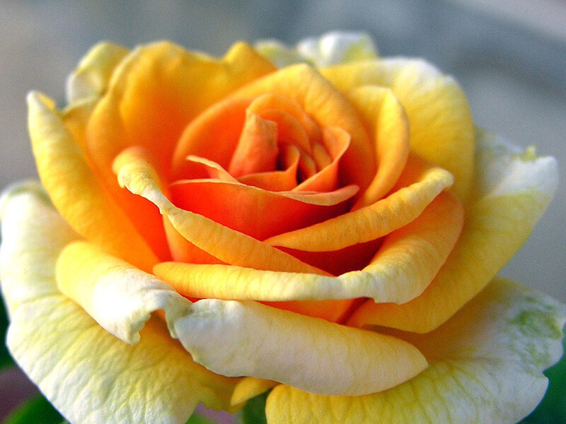 Yellow-orange Rose — Yellow, Calm