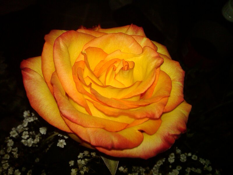 Yellow-orange Rose — Yellow, Dramatic, Night