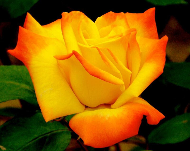 Yellow-orange Rose — Yellow, Dramatic, Photograph, Green Leaves