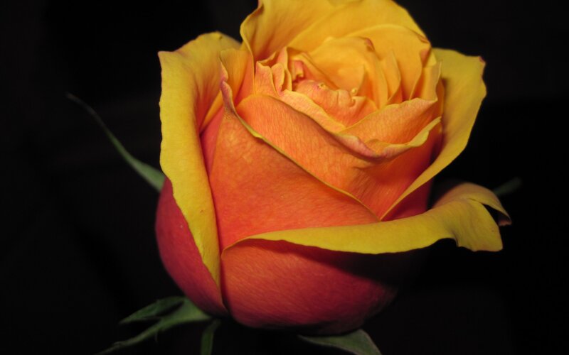 Yellow-orange Rose — Yellow, Dramatic, Photograph, Petals