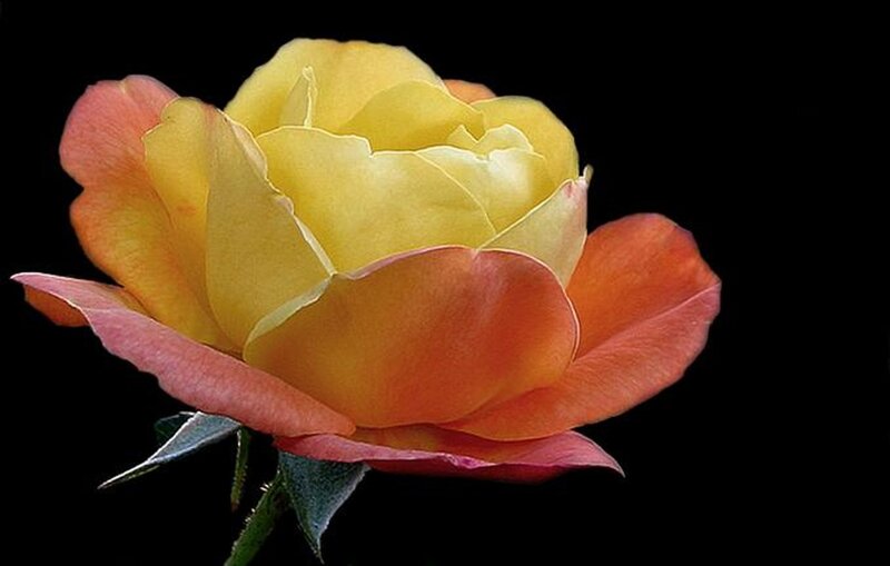 Yellow-orange Rose — Yellow, Dramatic, Photograph