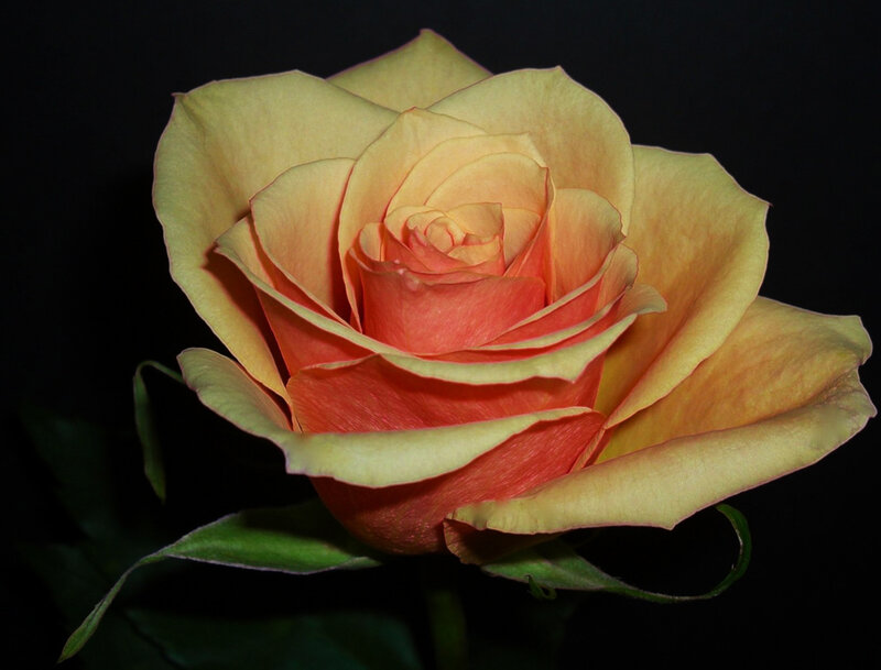 Yellow-orange Rose — Yellow, Dramatic
