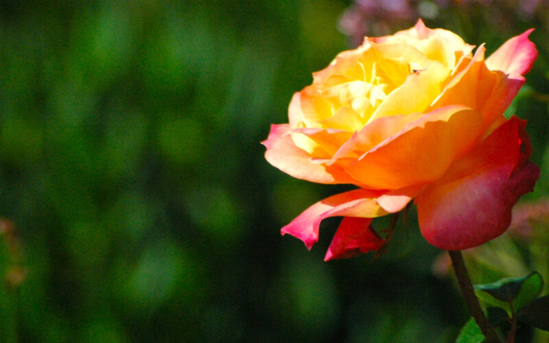 Yellow-orange Rose — Yellow, Serene, Afternoon, Photograph