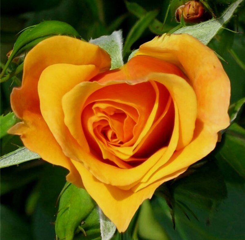 Yellow-orange Rose — Yellow, Serene, Afternoon