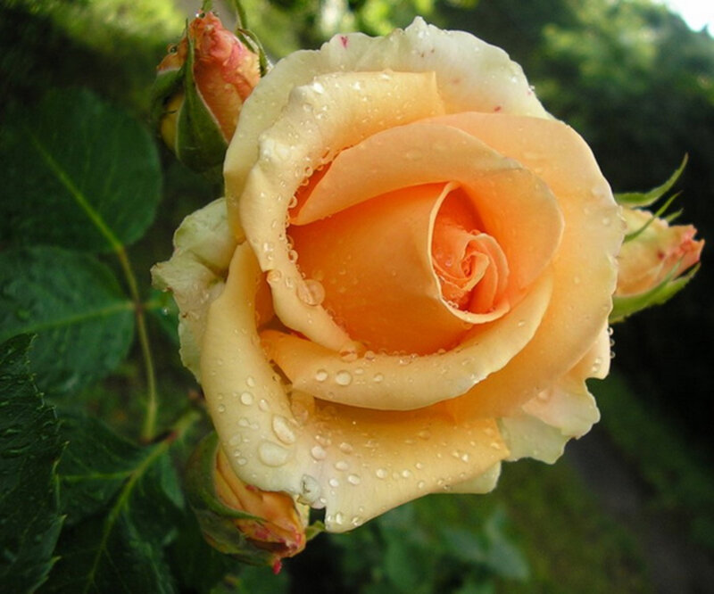 Yellow-orange Rose — Yellow, Serene, Morning