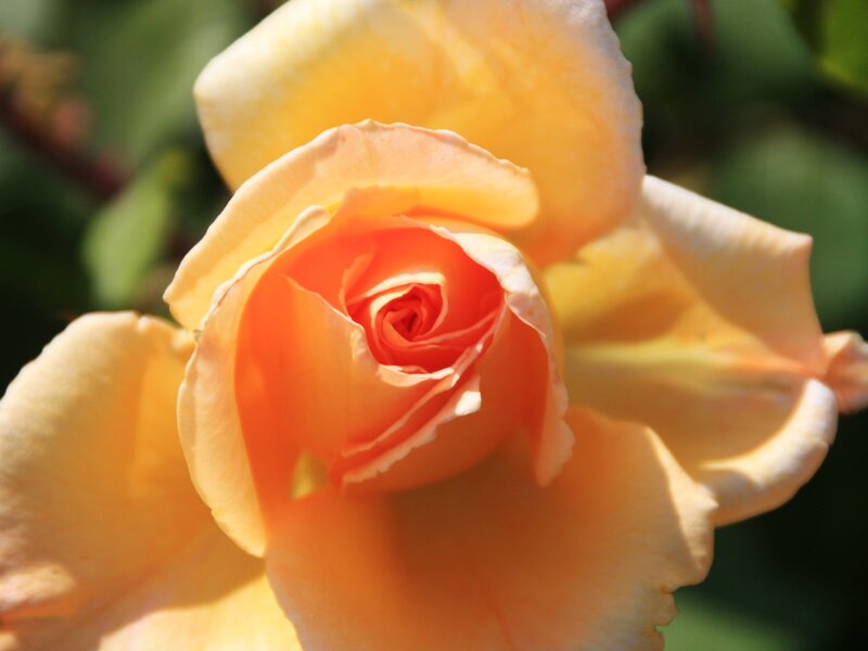 Yellow-orange Rose — Yellow, Serene