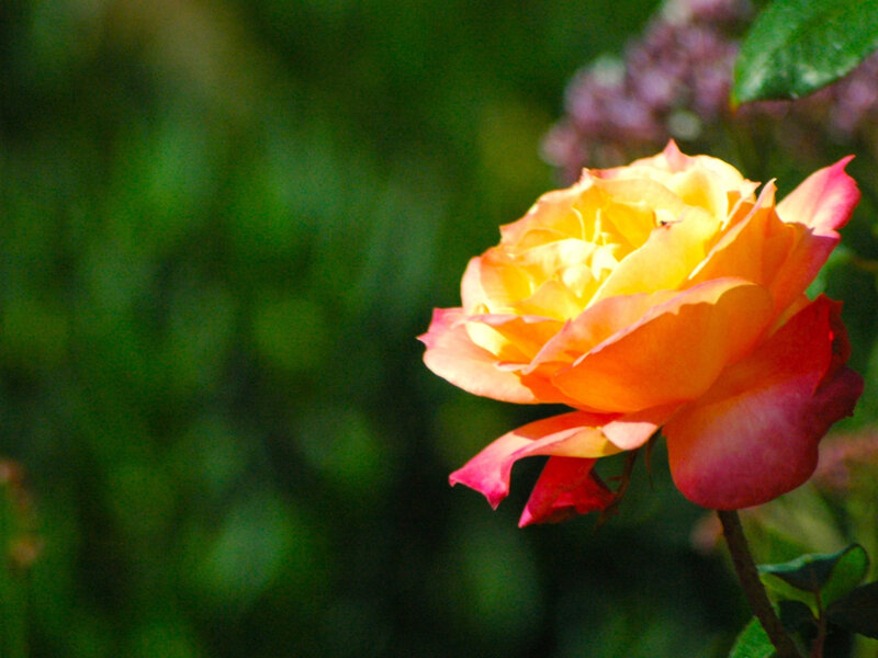 Yellow-orange Rose — Yellow