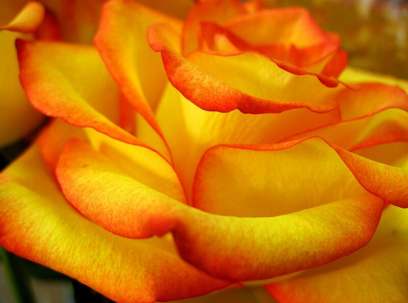 Yellow-orange Rose — Yellow, Warm