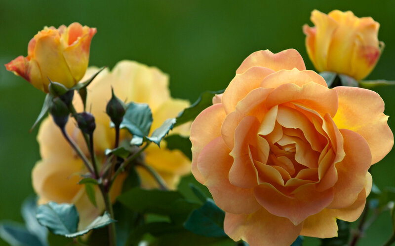 Yellow-orange Roses — Orange