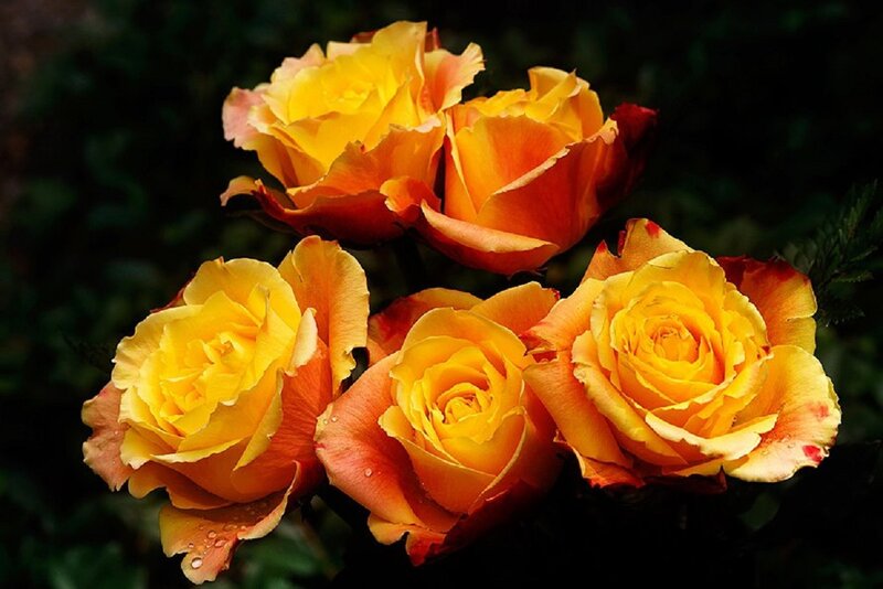 Yellow-orange Roses
