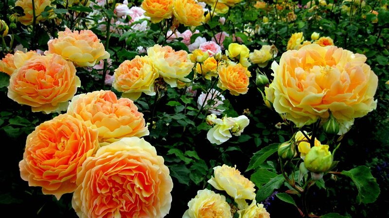 Yellow-orange Roses — Yellow, Serene, Afternoon, Photograph