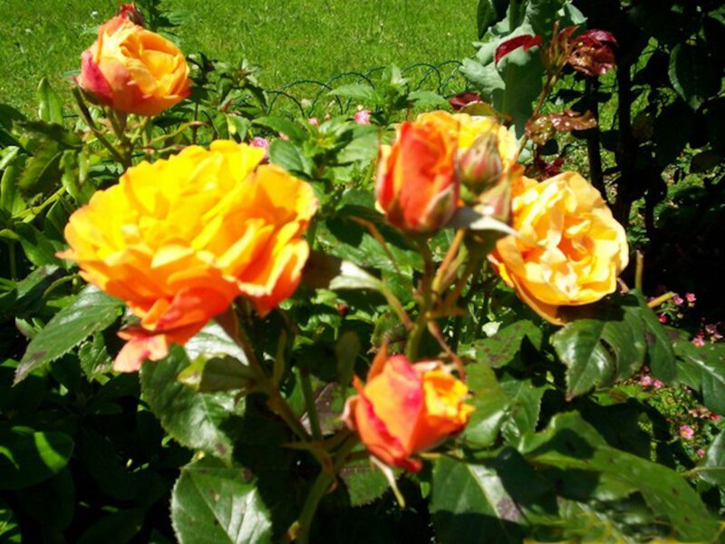Yellow-orange Roses — Yellow, Serene, Afternoon