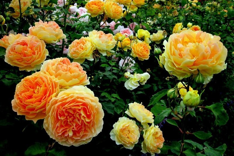 Yellow-orange Roses — Yellow, Serene, Summer