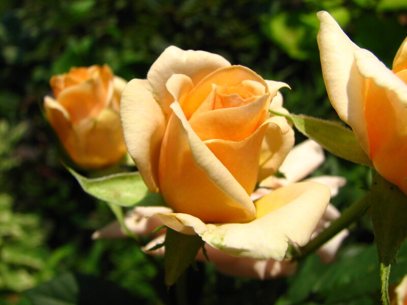 Yellow-orange Roses — Yellow, Serene