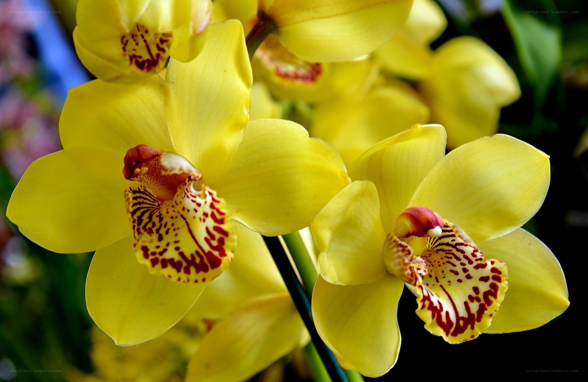 Yellow orchid blooms