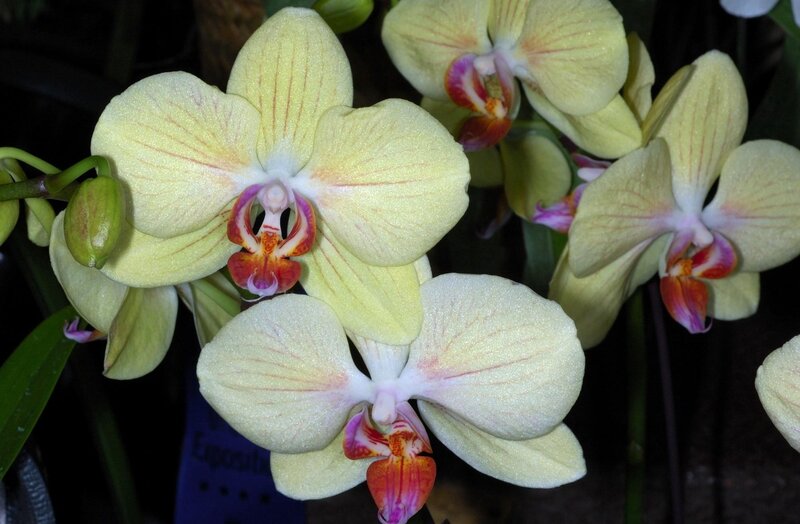 Yellow orchid blooms