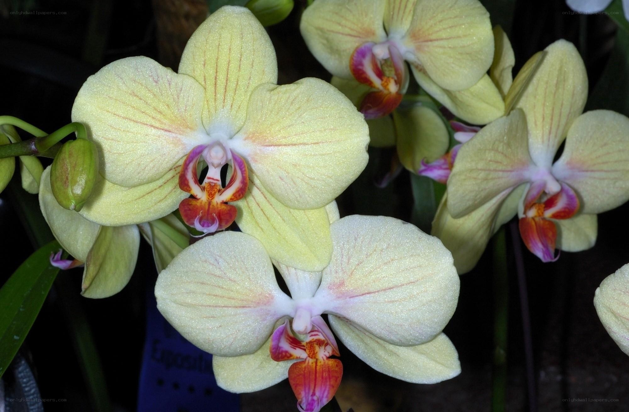 Yellow orchid blooms