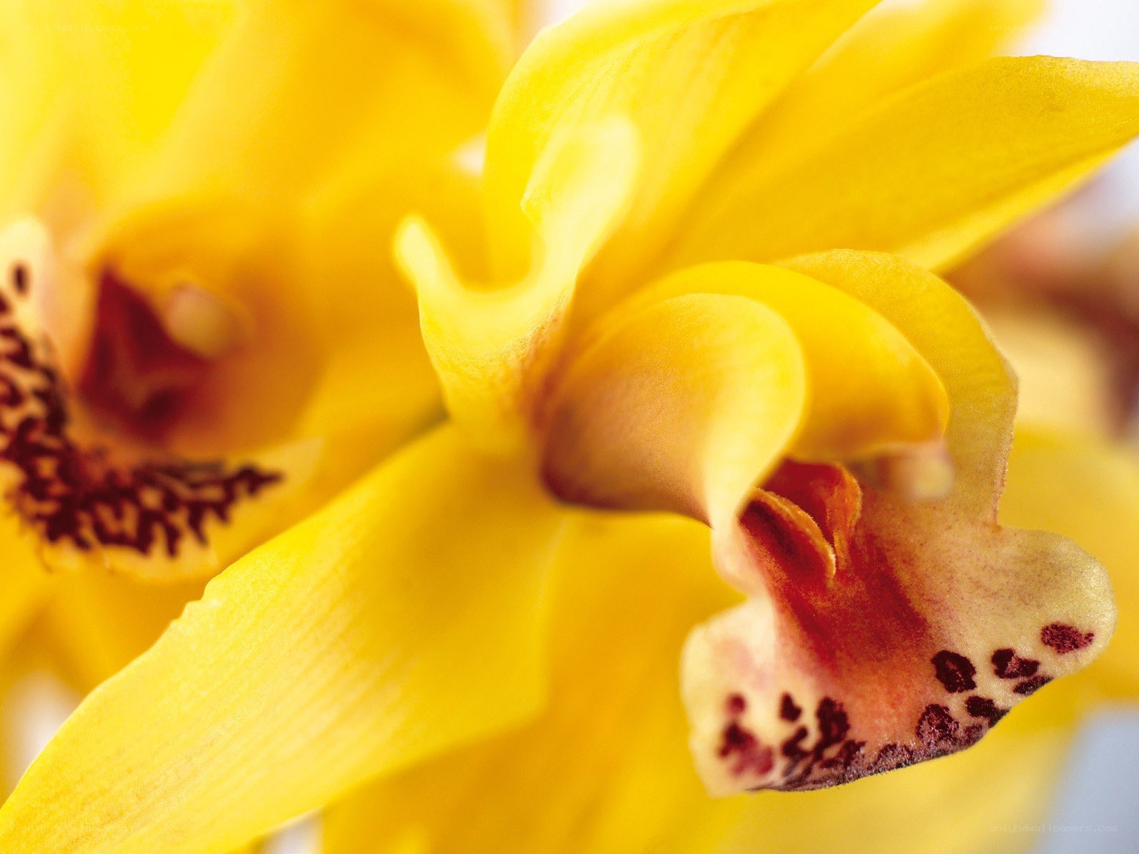 Yellow orchid close-up