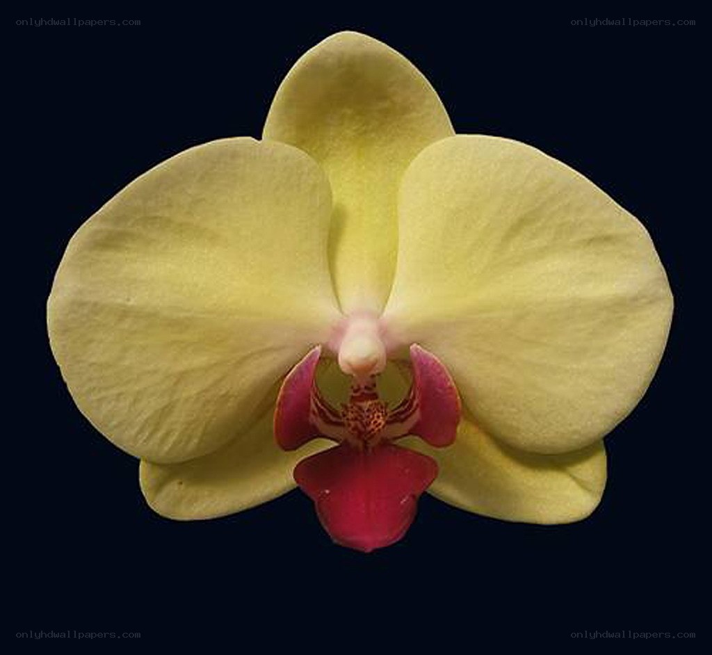 yellow orchid flower