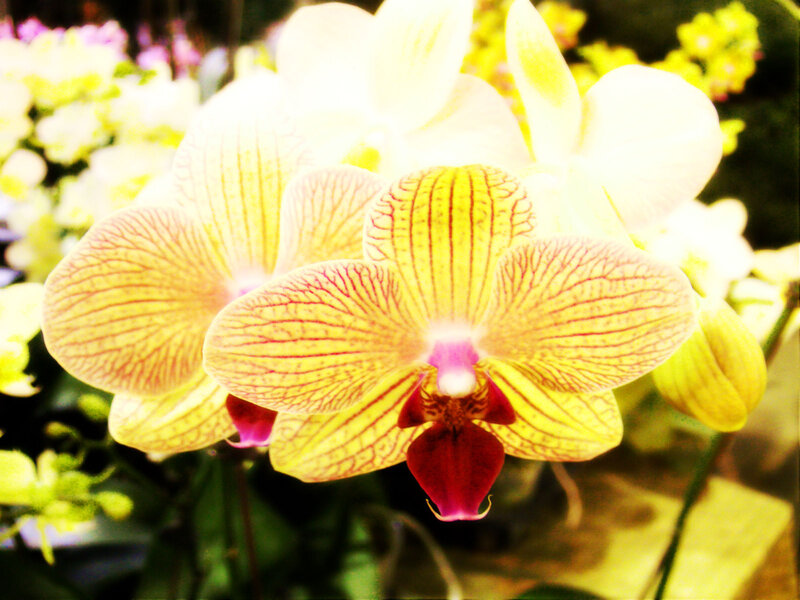 Yellow Orchid Flower — Bright