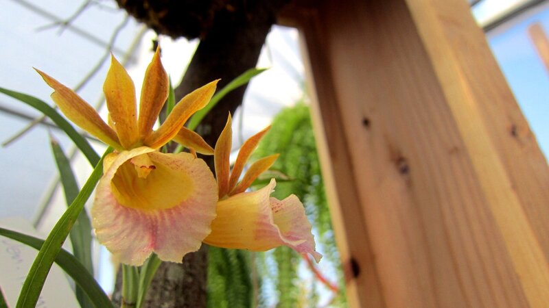 Yellow Orchid Flower — Calm, Afternoon