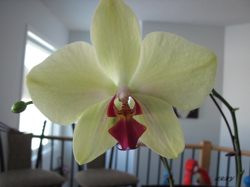 Yellow Orchid Flower — Calm, Morning