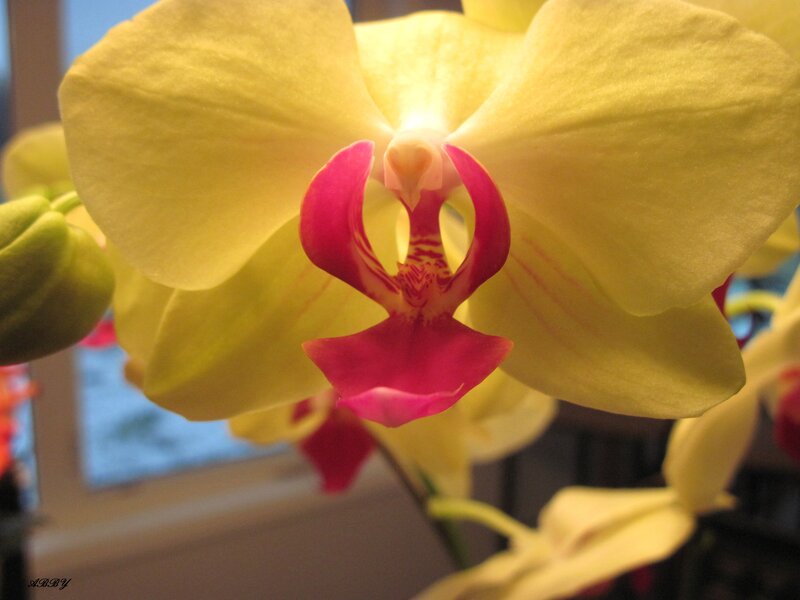 Yellow Orchid Flower — Calm, Photograph, Bloom