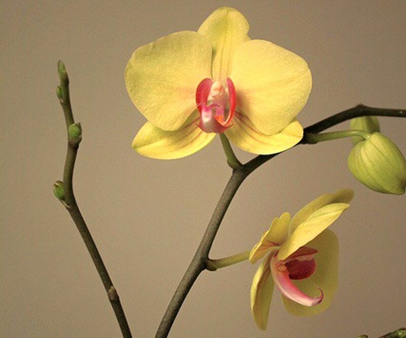 Yellow Orchid Flower — Calm, Photograph, Buds, Stem